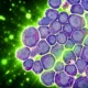 Progranulin JAK2 matures leukemia macrophages Iowa State
